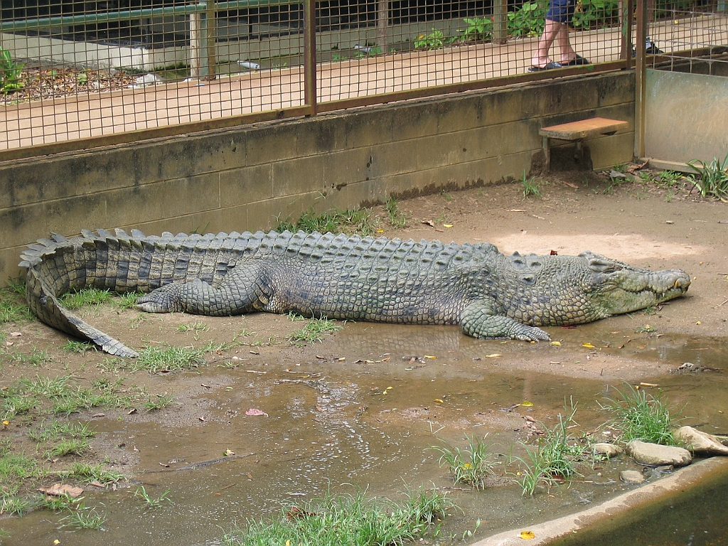 CairnsTC196 Cairns Tropical Zoo.jpg